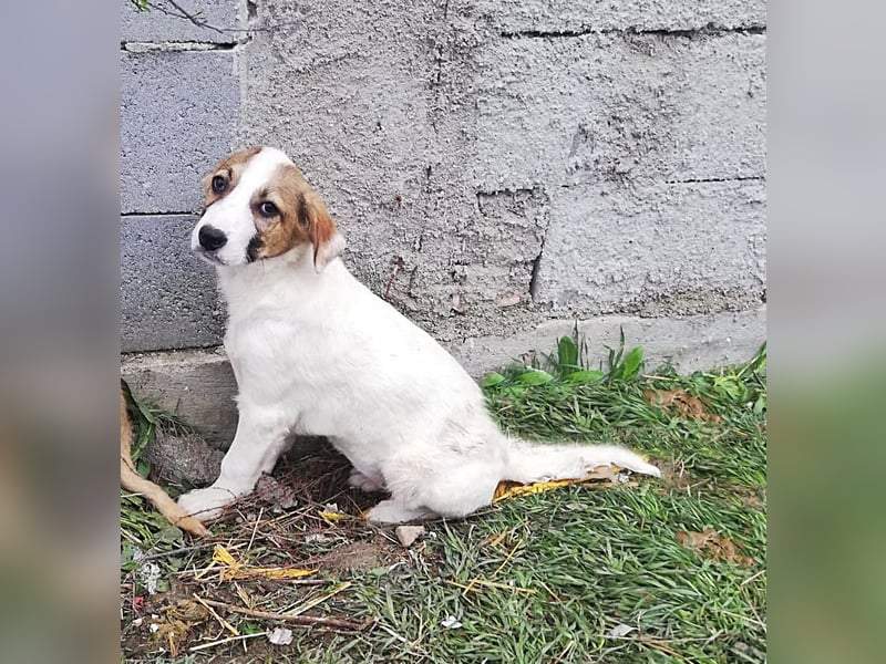 Ayla, Welpenmädchen möchte zu Dir kommen