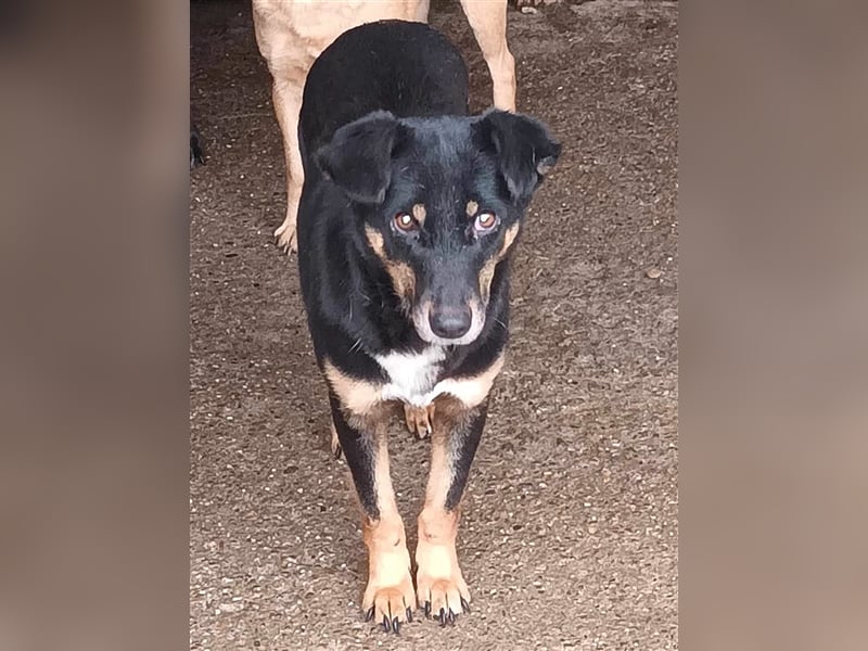 Sammy, scheue Hundeschönheit sucht ihr eigenes Körbchen