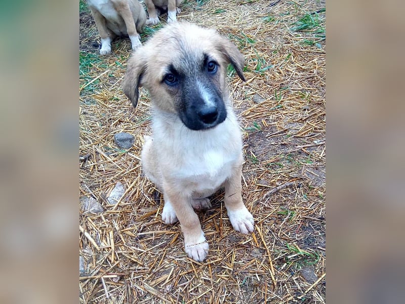 Aika, Welpenmädchen möchte die Welt entdecken
