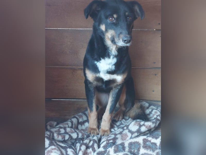 Sammy, scheue Hundeschönheit sucht ihr eigenes Körbchen
