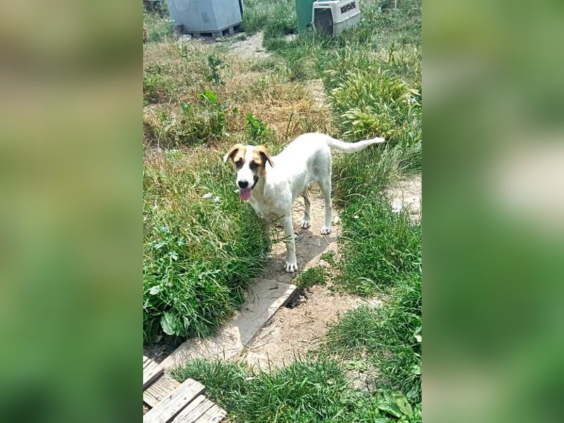 Ayla, Welpenmädchen möchte zu Dir kommen