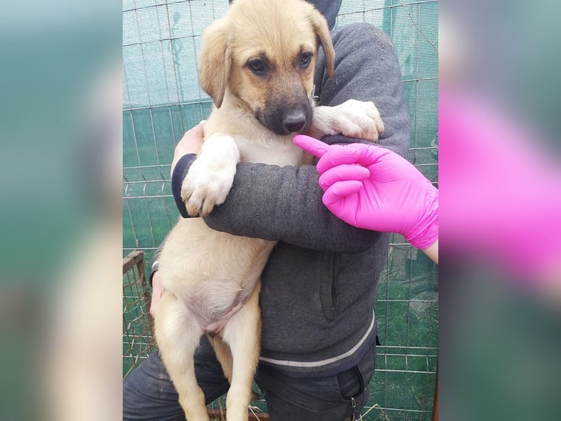 Abby, Welpenmädchen sucht ein Körbchen