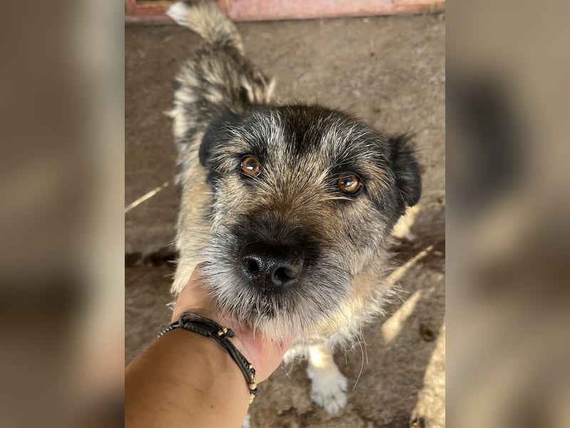 Mila, sucht einen Gnadenplatz