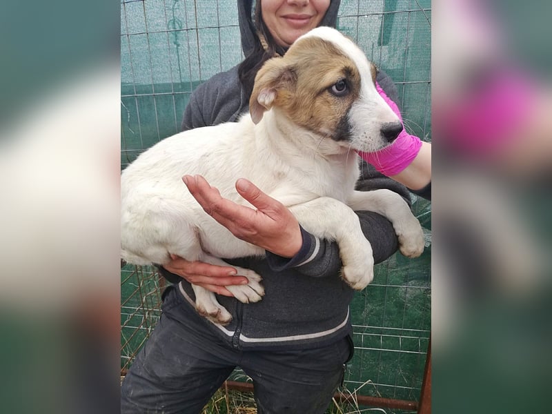 Ayla, Welpenmädchen möchte zu Dir kommen
