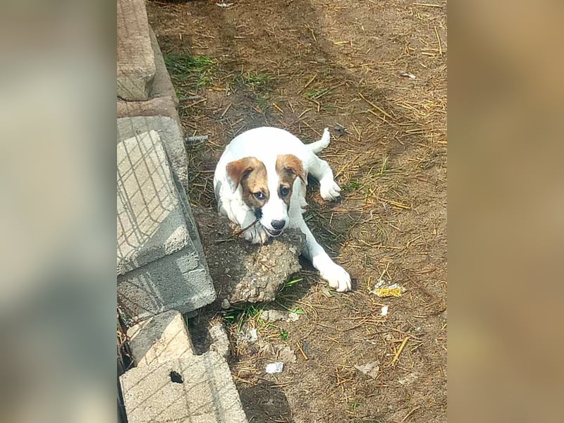 Ayla, Welpenmädchen möchte zu Dir kommen