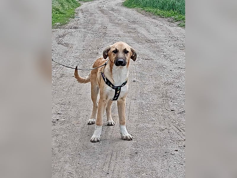 Abby, Welpenmädchen sucht ein Körbchen
