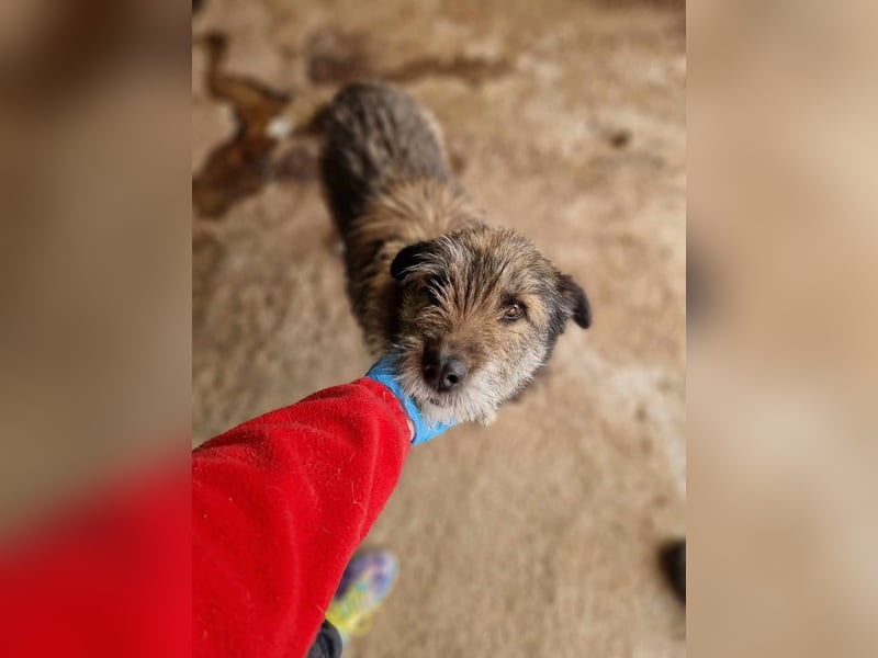 Mila, sucht einen Gnadenplatz