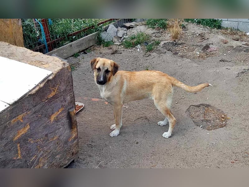 Aika, junge Hündin möchte die Welt entdecken