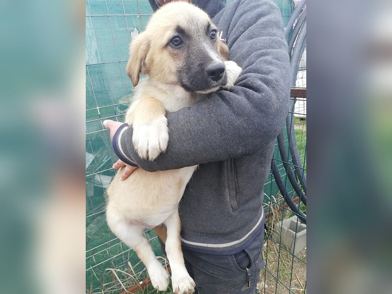 Aika, Welpenmädchen möchte die Welt entdecken