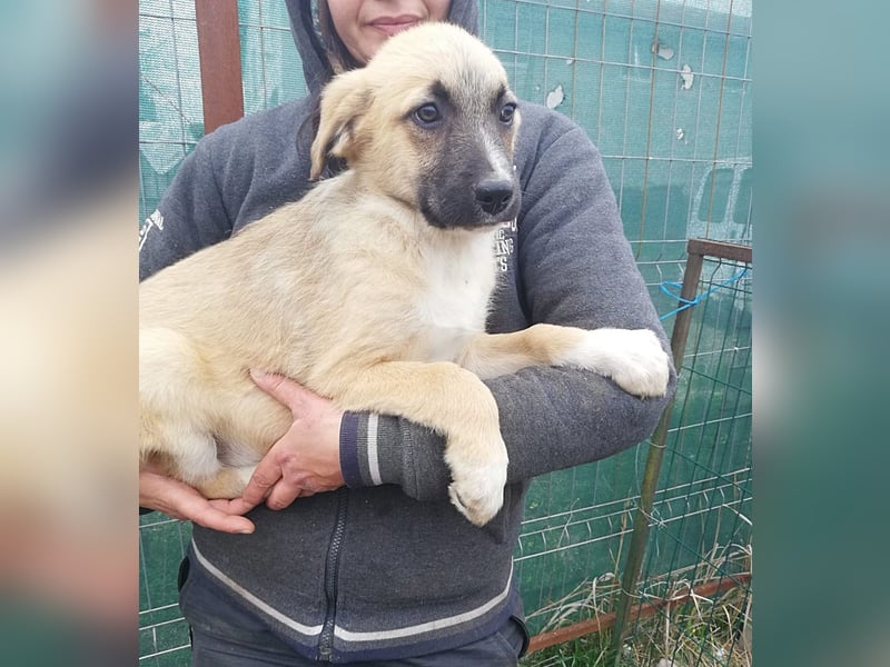 Aika, Welpenmädchen möchte die Welt entdecken