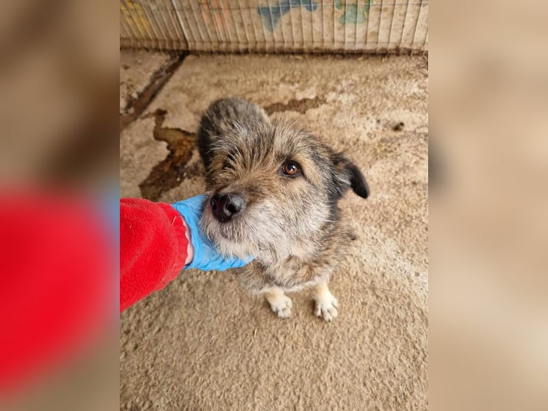 Mila, sucht einen Gnadenplatz