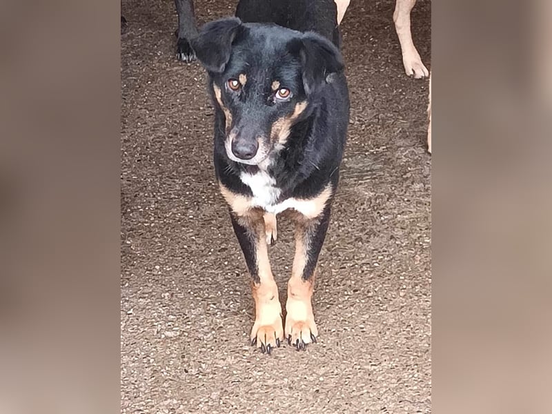 Sammy, scheue Hundeschönheit sucht ihr eigenes Körbchen