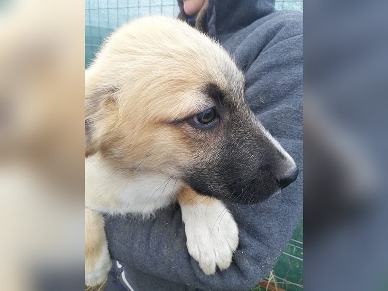 Aika, Welpenmädchen möchte die Welt entdecken