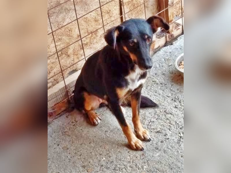 Sammy, scheue Hundeschönheit sucht ihr eigenes Körbchen