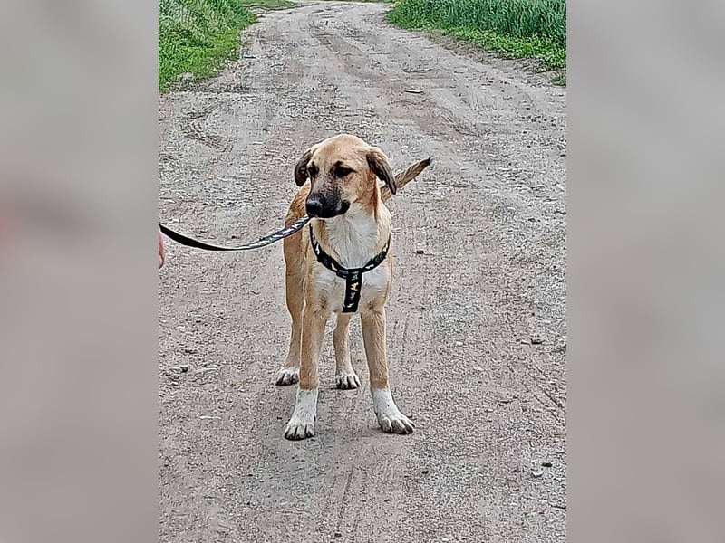 Abby, Welpenmädchen sucht ein Körbchen