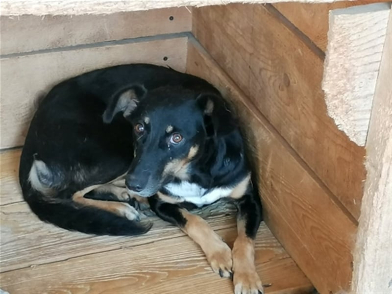 Sammy, scheue Hundeschönheit sucht ihr eigenes Körbchen