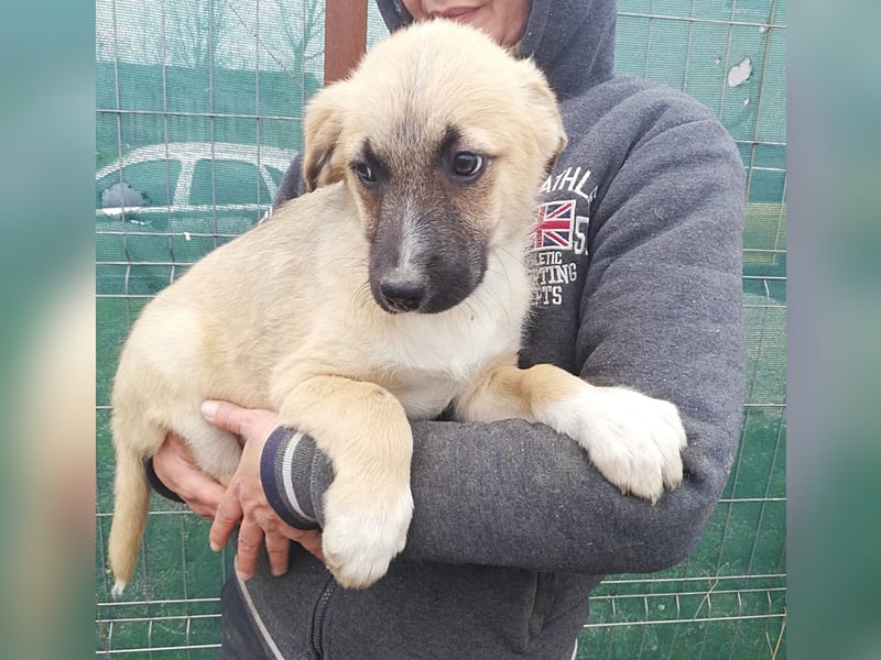 Aika, Welpenmädchen möchte die Welt entdecken
