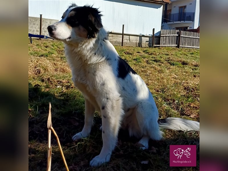 Penelopa ❤️– Hübsche Hündin sucht Haus mit Garten zum Toben
