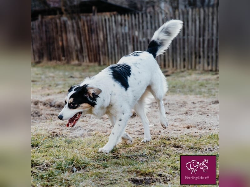 Penelopa ❤️– Hübsche Hündin sucht Haus mit Garten zum Toben