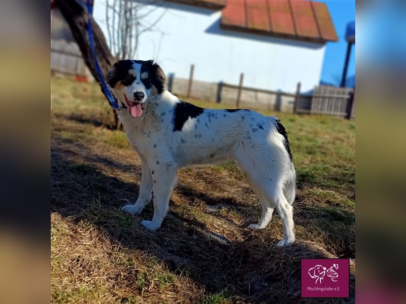 Penelopa ❤️– Hübsche Hündin sucht Haus mit Garten zum Toben