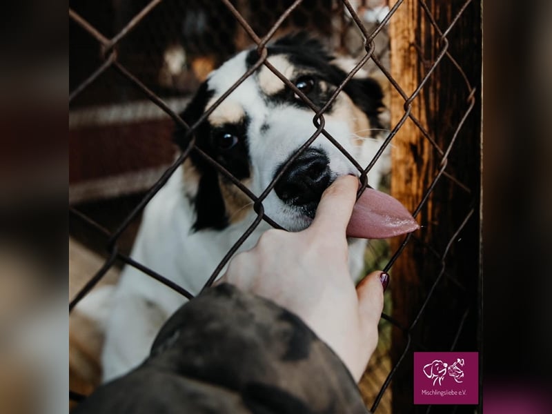 Penelopa ❤️– Hübsche Hündin sucht Haus mit Garten zum Toben