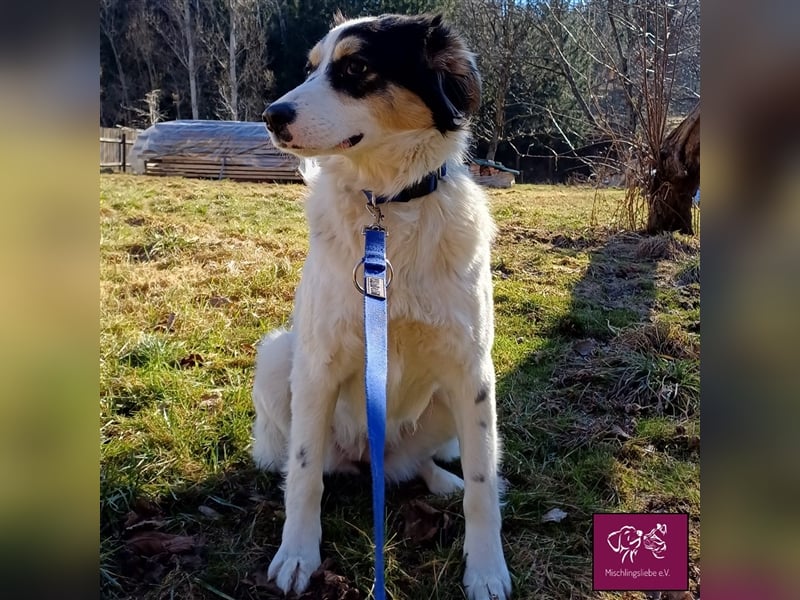 Penelopa ❤️– Hübsche Hündin sucht Haus mit Garten zum Toben