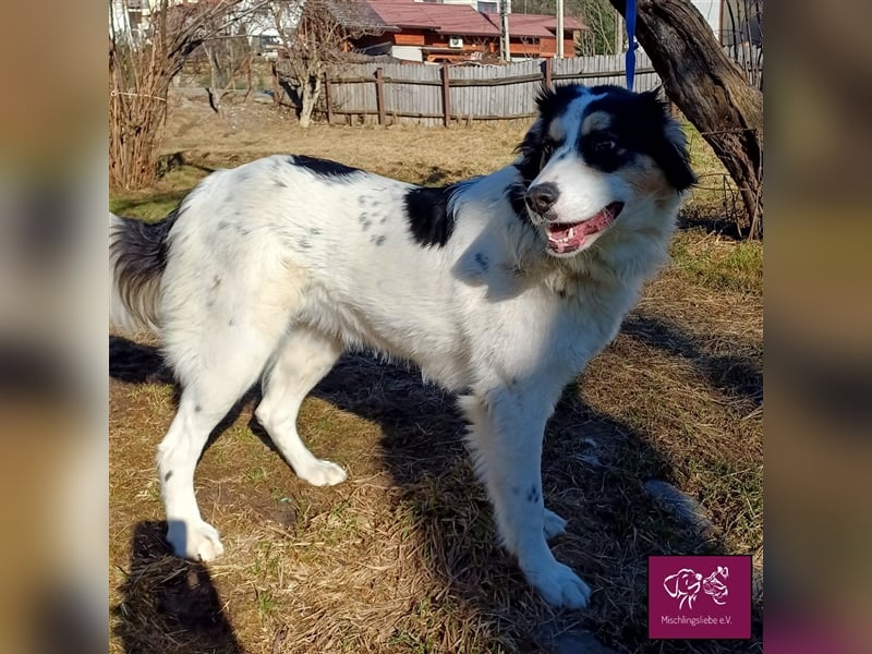 Penelopa ❤️– Hübsche Hündin sucht Haus mit Garten zum Toben