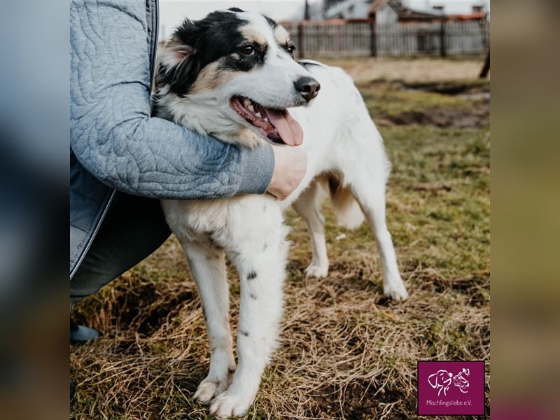 Penelopa ❤️– Hübsche Hündin sucht Haus mit Garten zum Toben
