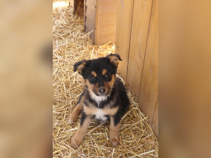 Kleine Gwen sucht ihr Zuhause