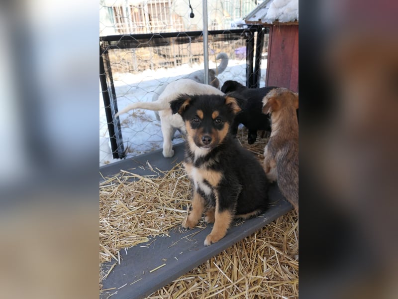 Kleine Gwen sucht ihr Zuhause