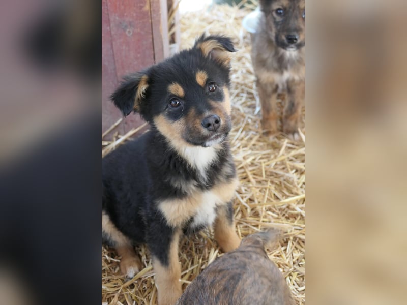 Kleine Gwen sucht ihr Zuhause