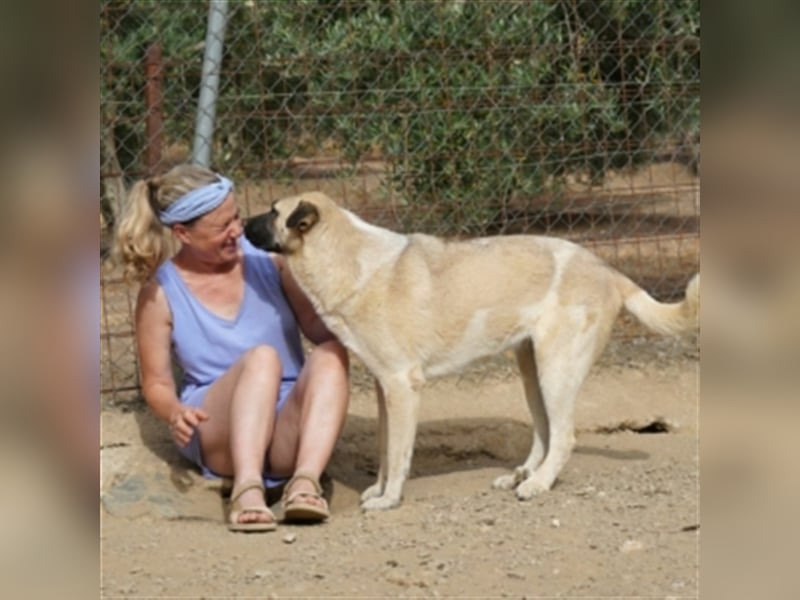 AMOUR – entzückendes Hundemädchen