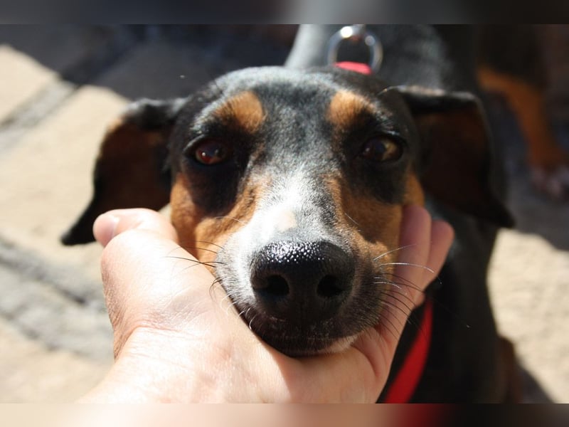 Fröhliche, niedliche SASA sucht ihr Körbchen! Lieb, verspielt,  voller positiver Energie