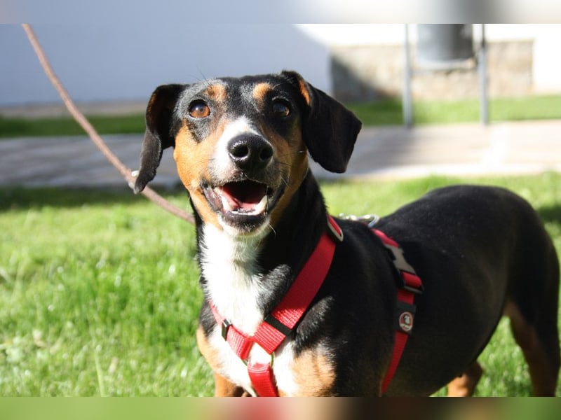 Fröhliche, niedliche SASA sucht ihr Körbchen! Lieb, verspielt,  voller positiver Energie