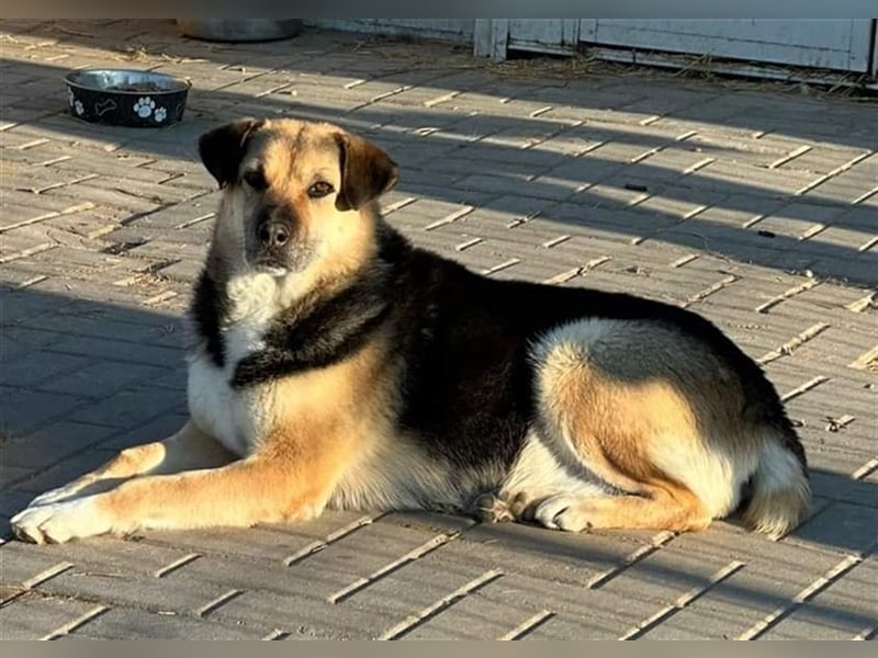 Franka, Mix, Hündin, geb. ca. 04.2016, ca. 58 cm