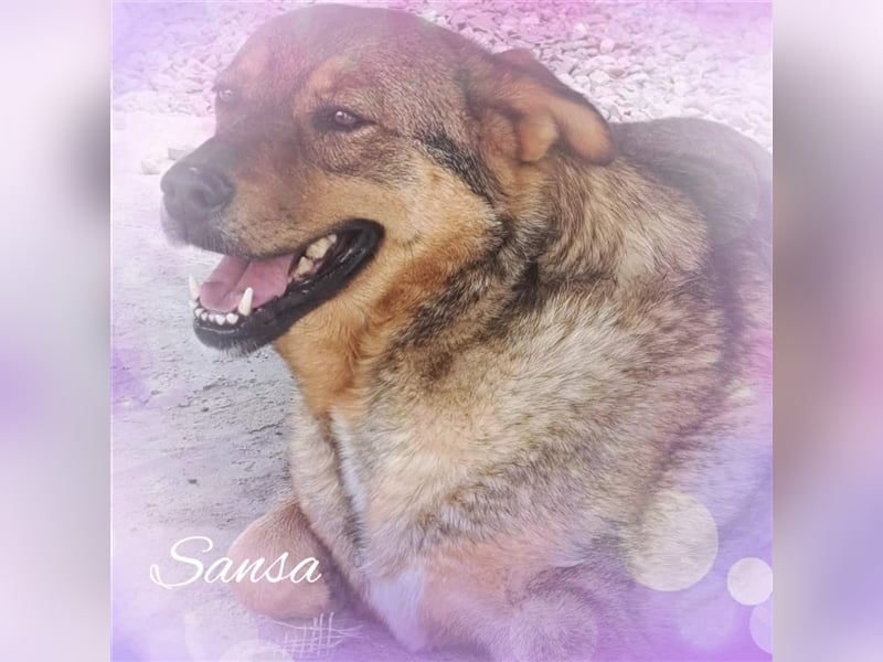 Sansa, Mix, Hündin, geb. ca. 05.2016, ca. 57 cm