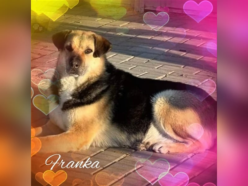Franka, Mix, Hündin, geb. ca. 04.2016, ca. 58 cm