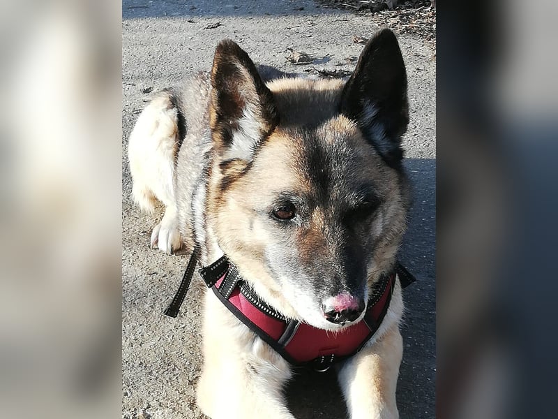 Naala, gut erzogene Schäferhund Mischlingshündin