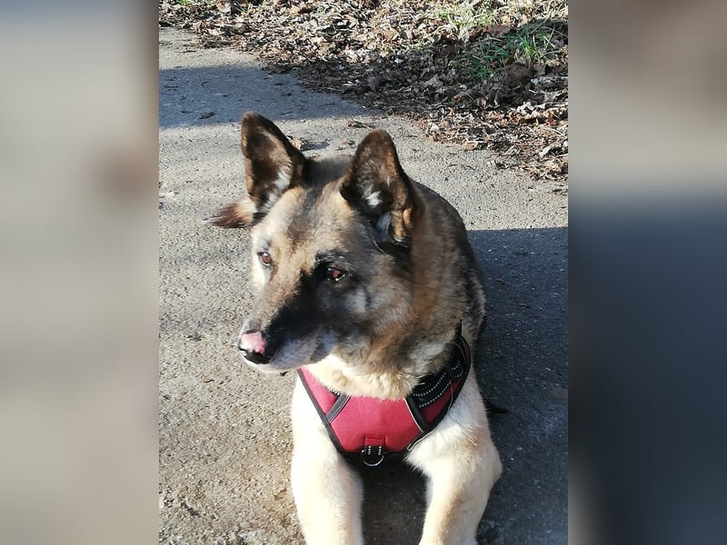 Naala, gut erzogene Schäferhund Mischlingshündin