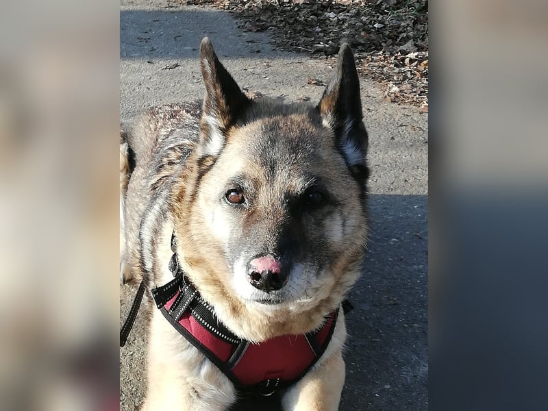 Naala, gut erzogene Schäferhund Mischlingshündin