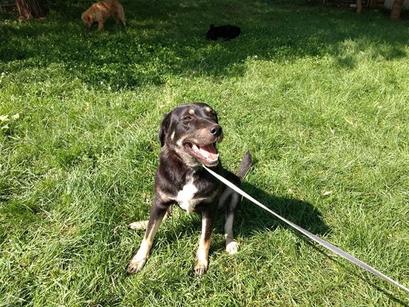 Dolly sucht hundeerfahrene Menschen