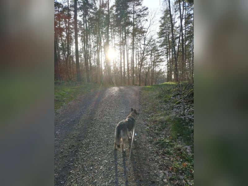 Naala, gut erzogene Schäferhund Mischlingshündin