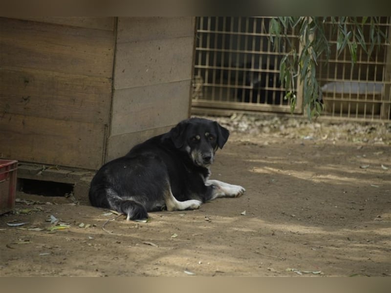 Dolly sucht hundeerfahrene Menschen