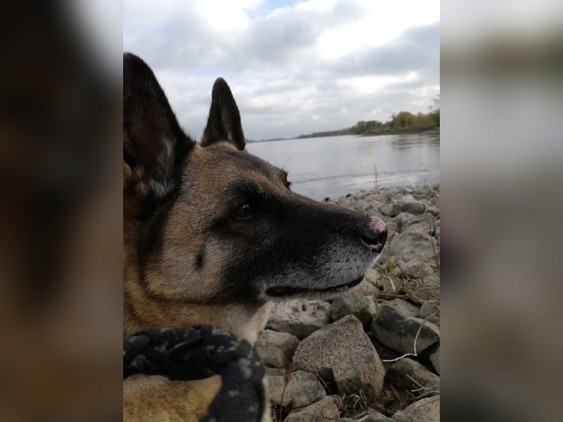 Naala, gut erzogene Schäferhund Mischlingshündin