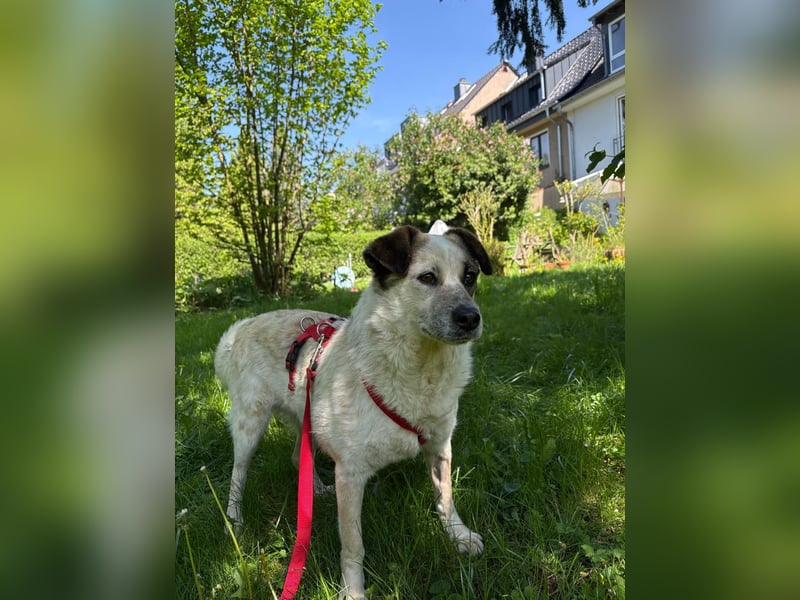 Liebevolle Miri aus 50933 Köln sucht ihr Für-Immer-Zuhause