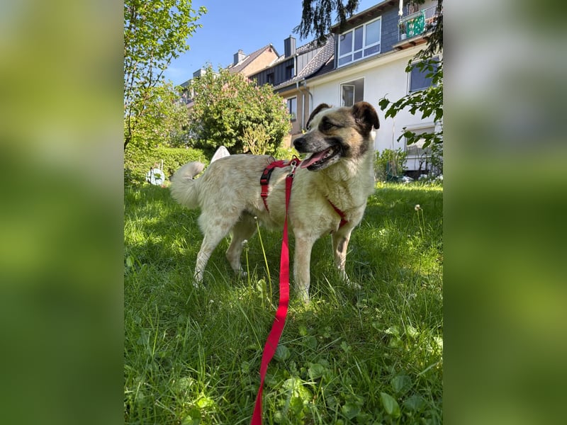 Liebevolle Miri aus 50933 Köln sucht ihr Für-Immer-Zuhause