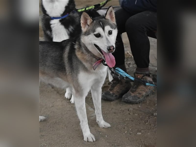 Flora  munteres Huskymix-Mädchen,5 Jahre, sucht ihr Traumzuhause