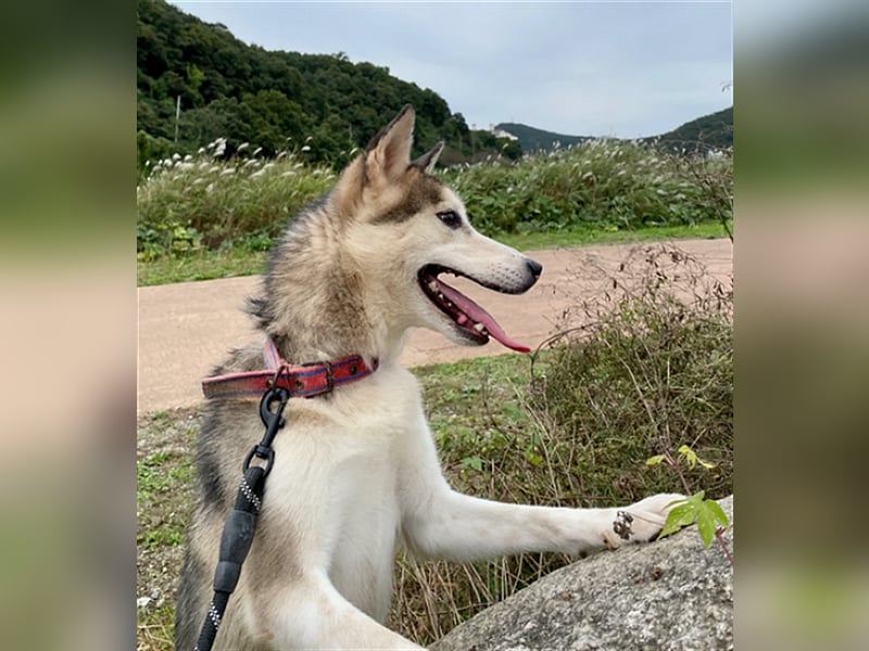 Flora  munteres Huskymix-Mädchen,5 Jahre, sucht ihr Traumzuhause
