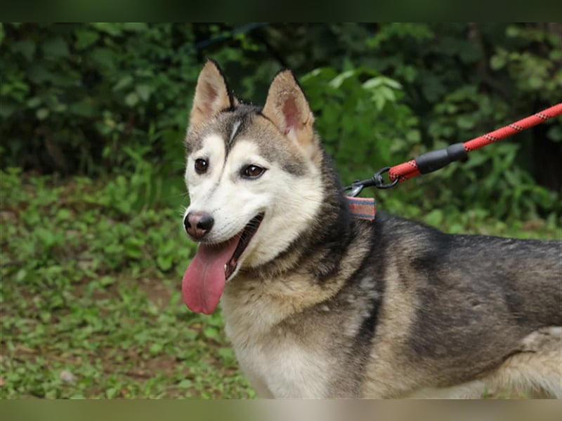 Flora  munteres Huskymix-Mädchen,5 Jahre, sucht ihr Traumzuhause