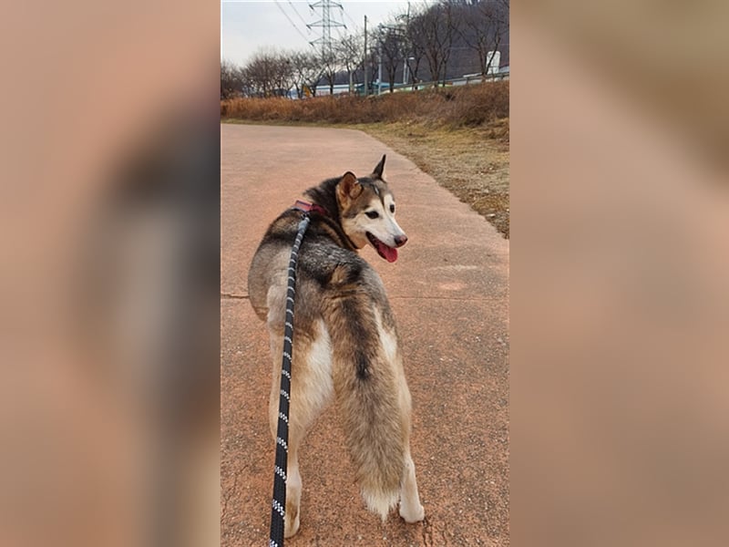 Flora  munteres Huskymix-Mädchen,5 Jahre, sucht ihr Traumzuhause